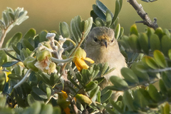 Chlorodrepanis virens wilsoni