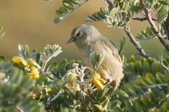 Chlorodrepanis virens wilsoni