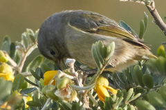 Chlorodrepanis virens wilsoni