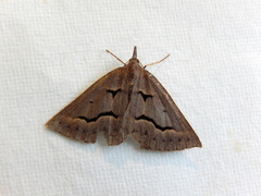 Epidesmia brachygrammella