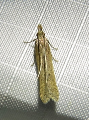 Dichomeris ligulella