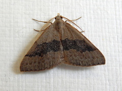 Dichromodes molybdaria