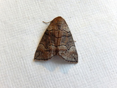 Dysbatus singularis