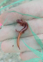 Eurycea chamberlaini