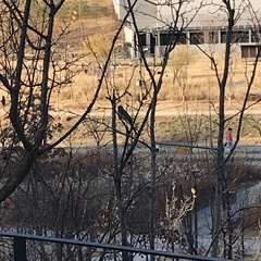 Hypsipetes amaurotis