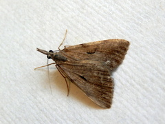 Phrixocomes ophiucha