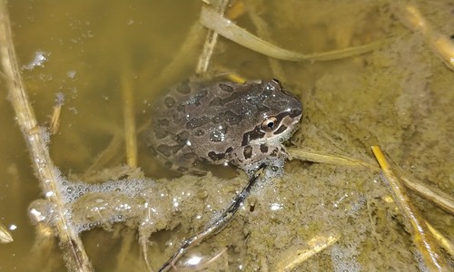 Illinois Chorus Frog photographed in Missouri