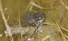 Pseudacris illinoensis