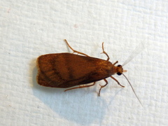 Lambula obliquilinea