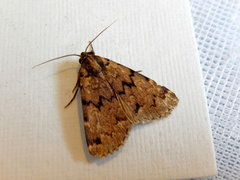 Mormoscopa phricozona