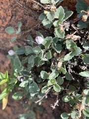 Stemodiopsis kamundii