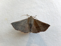 Oenochroma subustaria