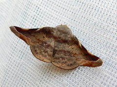 Oenochroma turneri
