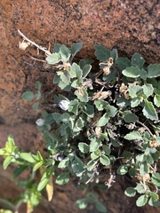 Stemodiopsis kamundii