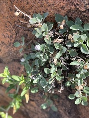 Stemodiopsis kamundii