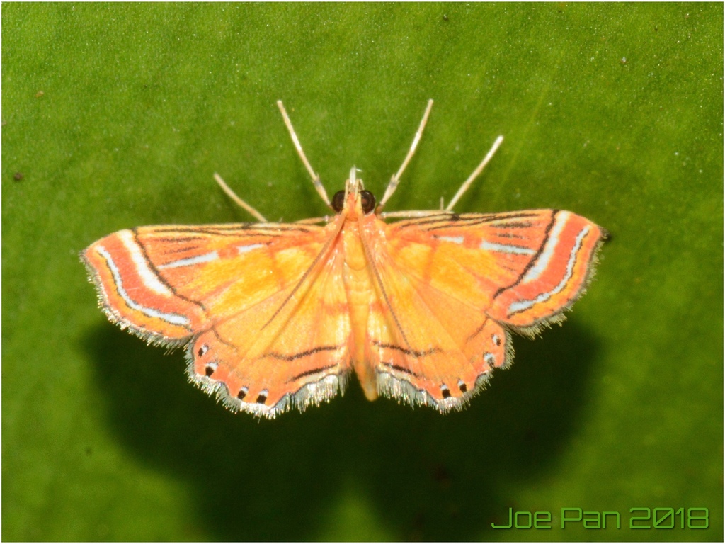 Ambia decoralis