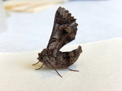 Hypographa phlegetonaria