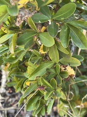 Canthium suberosum