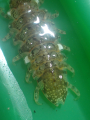 Synidotea pettiboneae