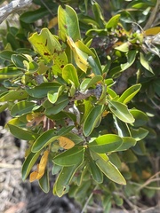 Canthium suberosum