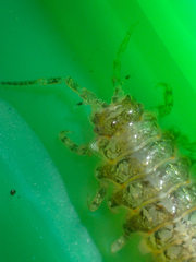 Synidotea pettiboneae