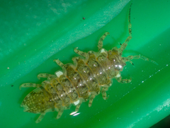 Synidotea pettiboneae