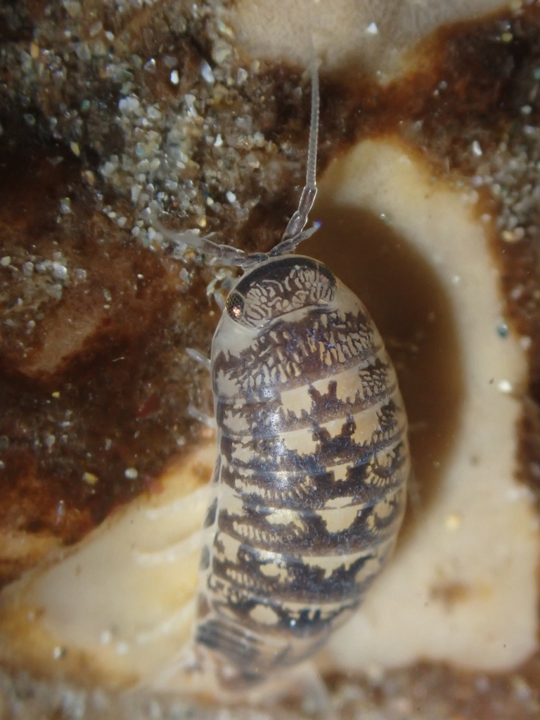 Cirolanidae