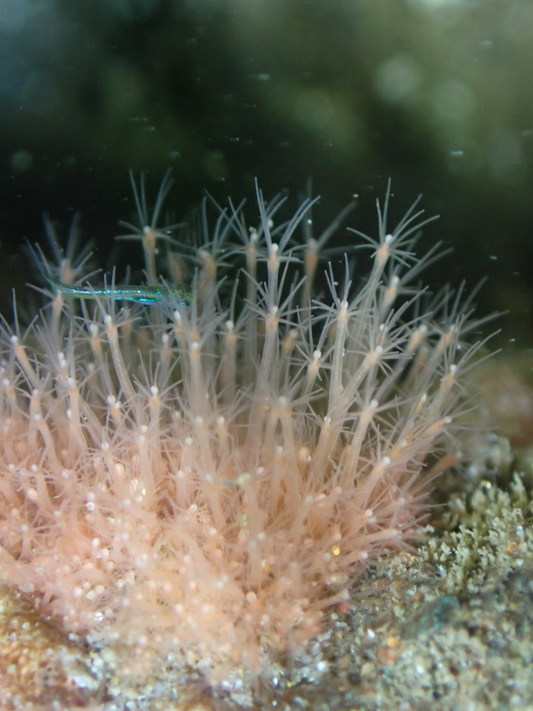 Miller hydractinia