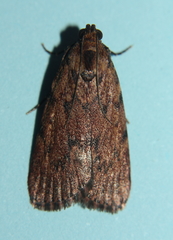 Mimaglossa nauplialis