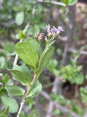 Ehretia rigida nervifolia
