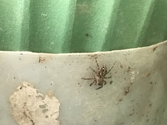Plexippus petersi