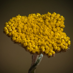 Helichrysum subglomeratum