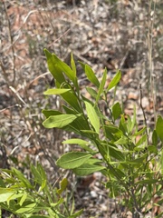 Salacia rehmannii