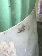 Plexippus petersi