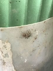 Plexippus petersi