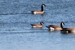 Branta hutchinsii hutchinsii