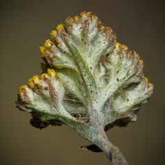 Helichrysum subglomeratum