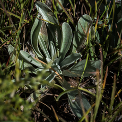 Helichrysum subglomeratum