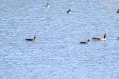 Branta hutchinsii hutchinsii