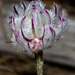 Ptilotus erubescens - Photo (c) Timothy Hammer, some rights reserved (CC BY-NC), uploaded by Timothy Hammer