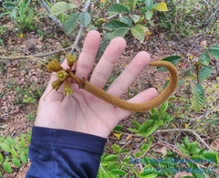 Handroanthus chrysotrichus