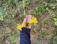 Handroanthus chrysotrichus