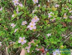 Turnera calyptrocarpa