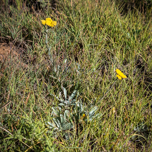 Helichrysum subglomeratum