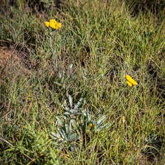 Helichrysum subglomeratum