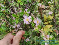 Turnera calyptrocarpa