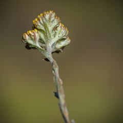 Helichrysum subglomeratum