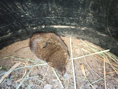 Myosorex varius