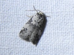 Thallarcha lechrioleuca