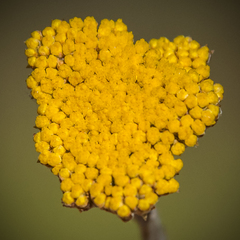 Helichrysum subglomeratum